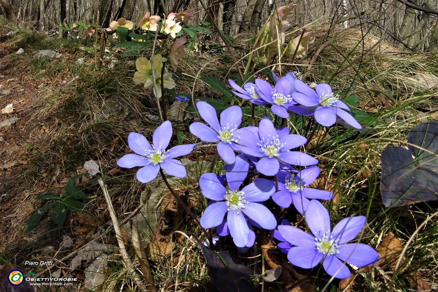 23 Erba trinita (Hepatica nobilis) con ellebori.JPG